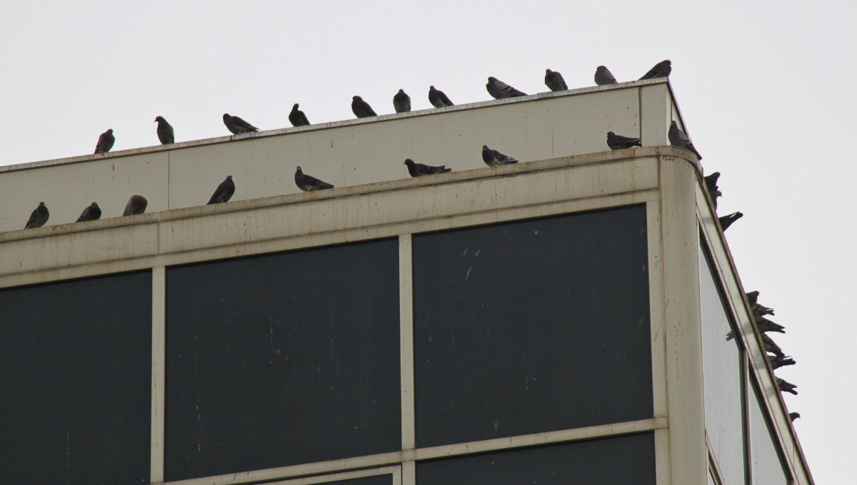 Si vivís en un departamento y escuchas el arrullo o sonido que hacen las palomas, te contamos qué significa