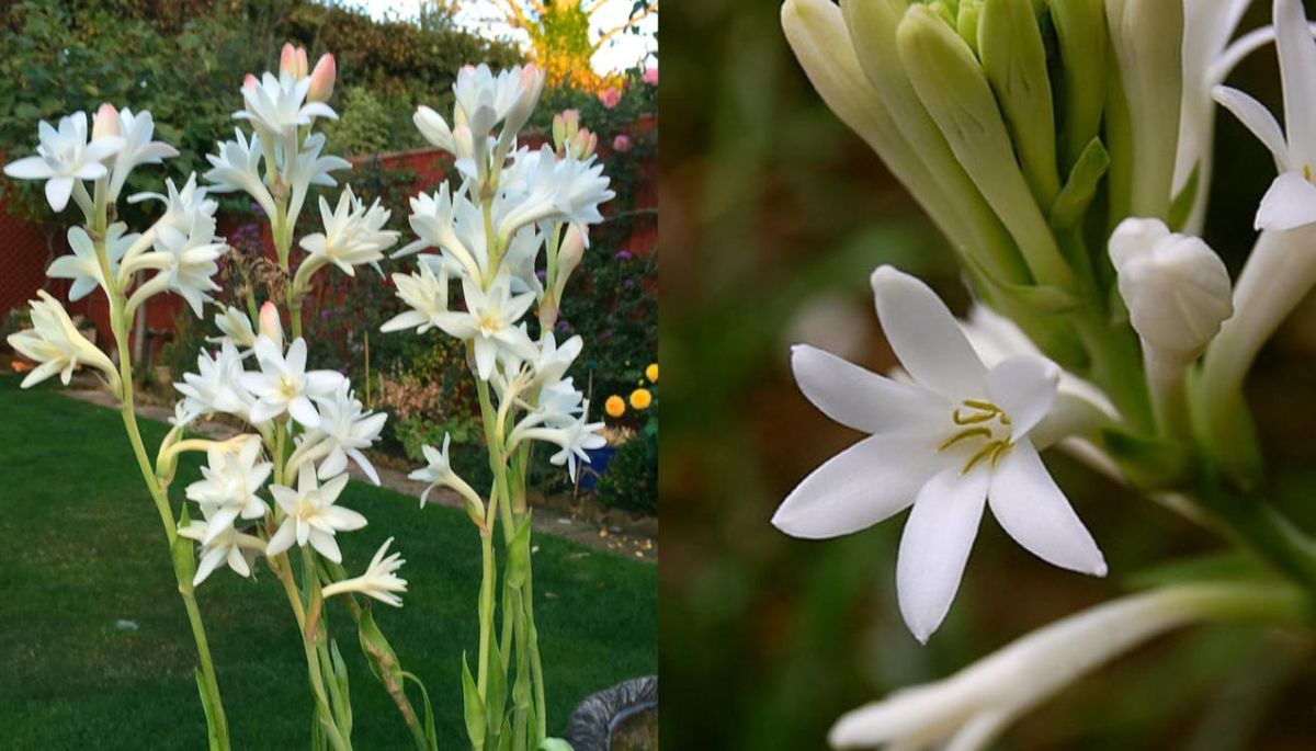 Esta planta perfumada requiere pocos cuidados. Esta planta perfumada requiere pocos cuidados.