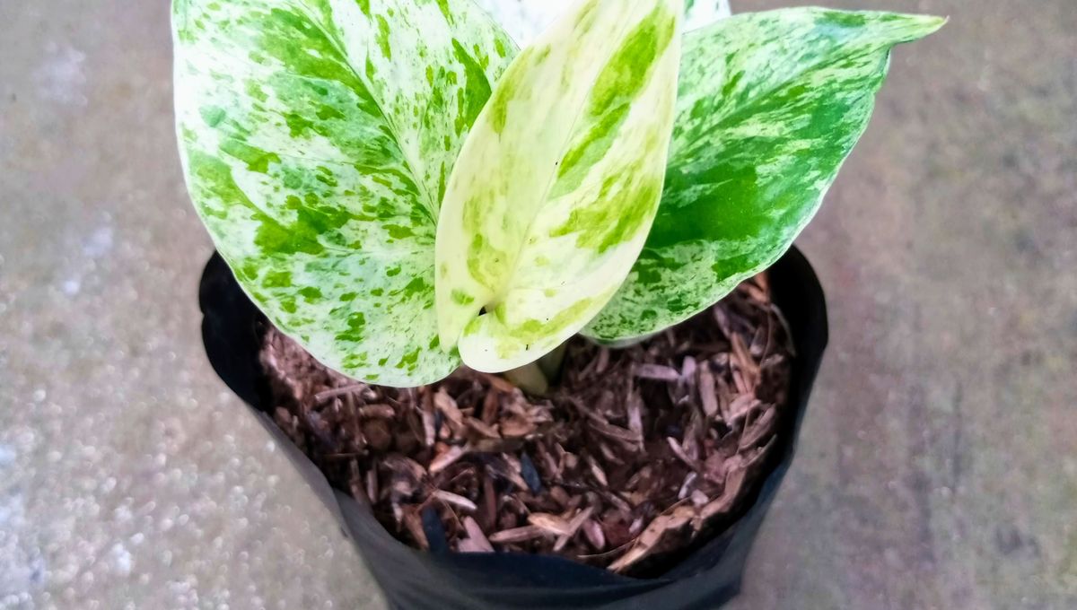 Reduce el riego de las plantas en invierno. Reduce el riego de las plantas en invierno.