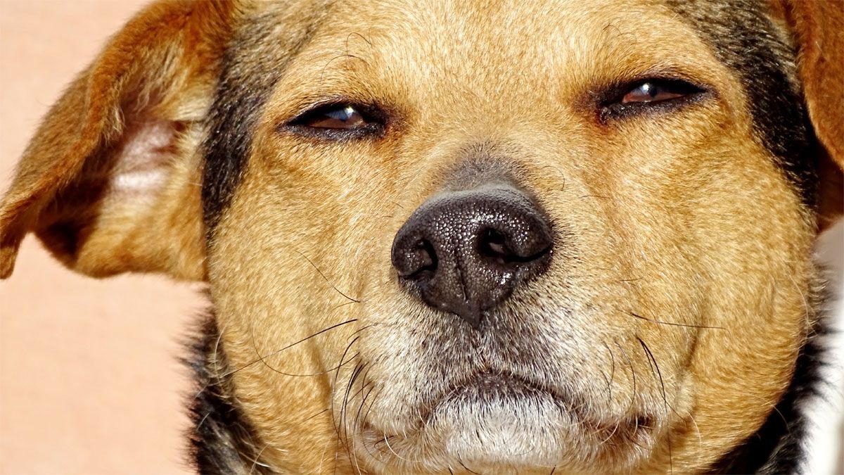 Stay calm by knowing how dogs see people