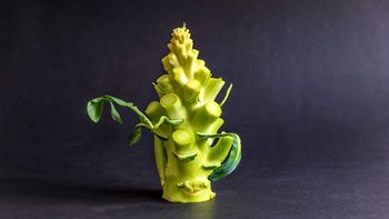 Si tenés brócoli en casa, tenés un tesoro en tus manos: cómo reutilizar su tronco Si tenés brócoli en casa, tenés un tesoro en tus manos: cómo reutilizar su tronco