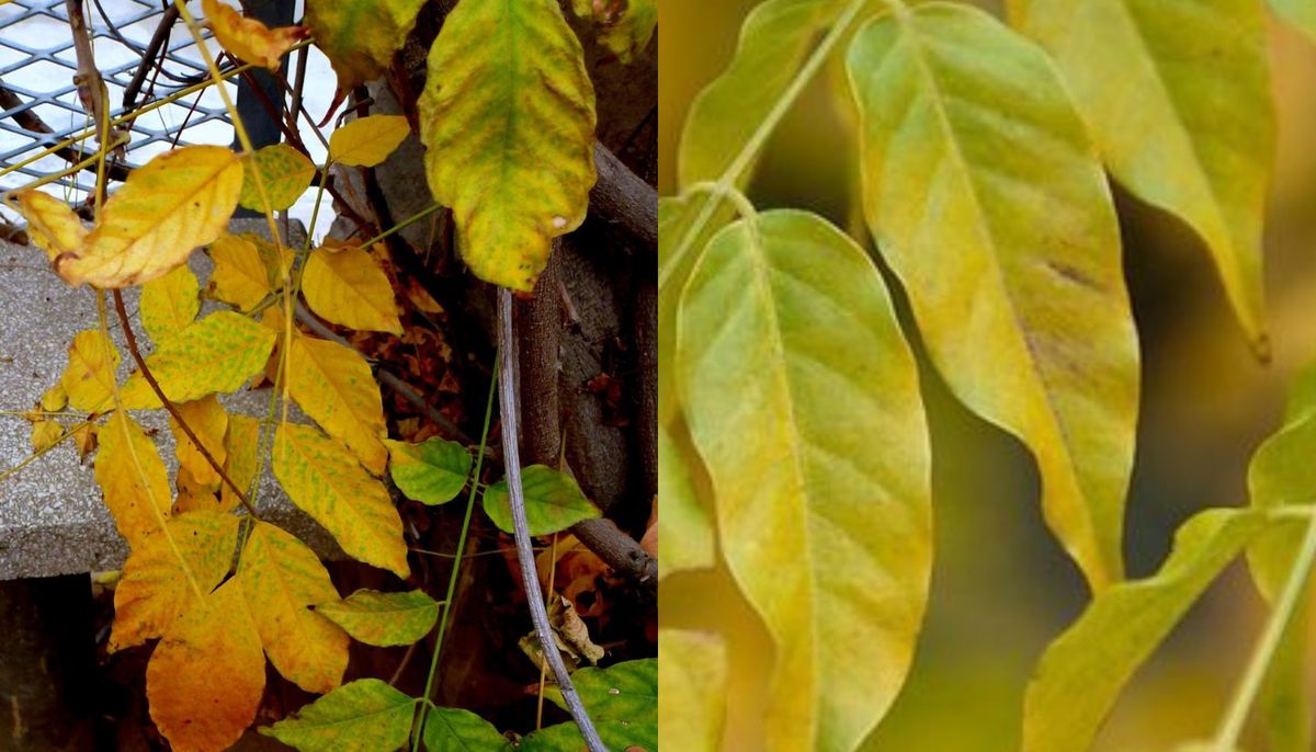 Los cuidados de la glicina en oto&ntilde;o son clave para que la planta florezca y crezca en la pr&oacute;xima temporada.