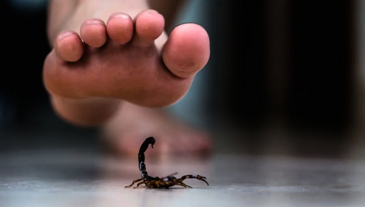La picadura de un escorpión puede causar síntomas locales y generales