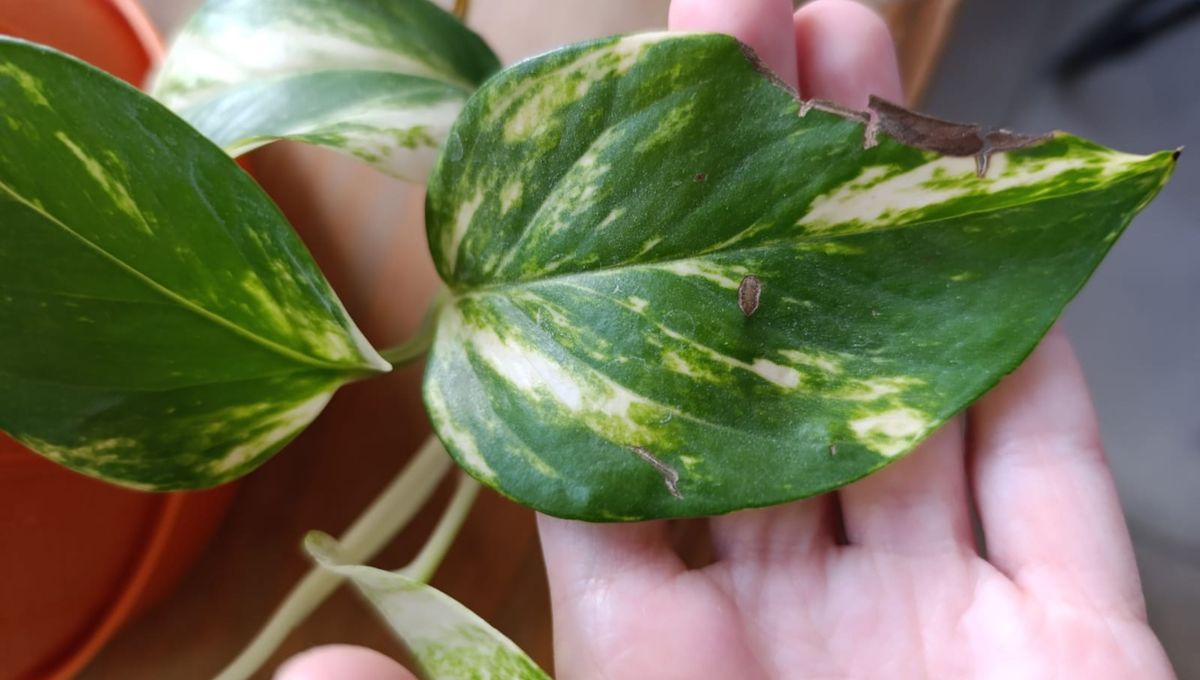 Las hojas rotas indican que algo anda mal. Las hojas rotas indican que algo anda mal.