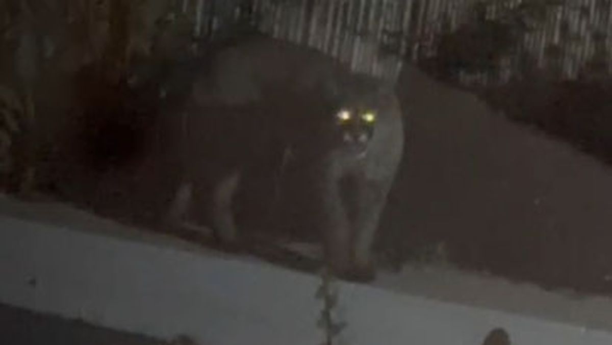 El puma estaba en el patio de una casa del barrio La Bastilla, en Las Heras. El puma estaba en el patio de una casa del barrio La Bastilla, en Las Heras.