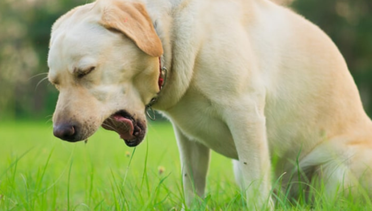 Qué significa el vómito blanco de mi perro