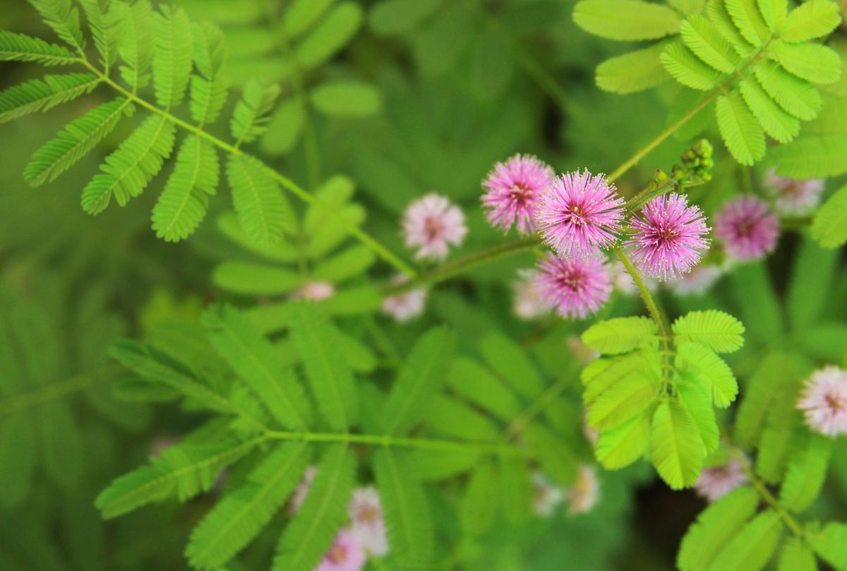 La planta Mimosa púdica requiere pocos cuidados. Imagen: Pixabay La planta Mimosa púdica requiere pocos cuidados. Imagen: Pixabay