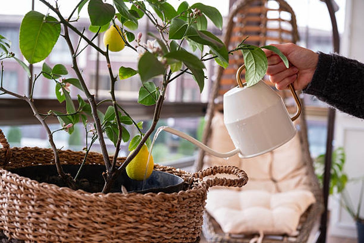 El riego del árbol frutal debe ser siempre bajo vigilancia. El riego del árbol frutal debe ser siempre bajo vigilancia.