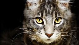 Mascotas. Qué pasa cuando tu gato te mira fijamente.