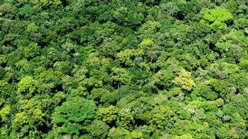 Hay un trillón de árboles en el planeta Tierra
