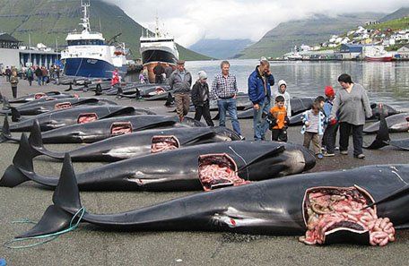 Conmoción por una matanza de ballenas