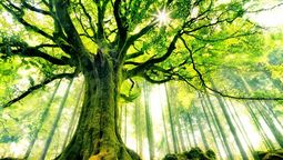 Horóscopo celta: qué árbol eres según tu fecha de nacimiento