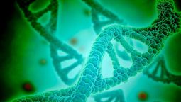 El Día Mundial del ADN recuerda el descubrimiento de la doble hélice del&nbsp;ácido desoxirribonucleico.&nbsp;