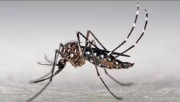 Por qué un mosquito provocó el cierre del paso a Chile Por qué un mosquito provocó el cierre del paso a Chile