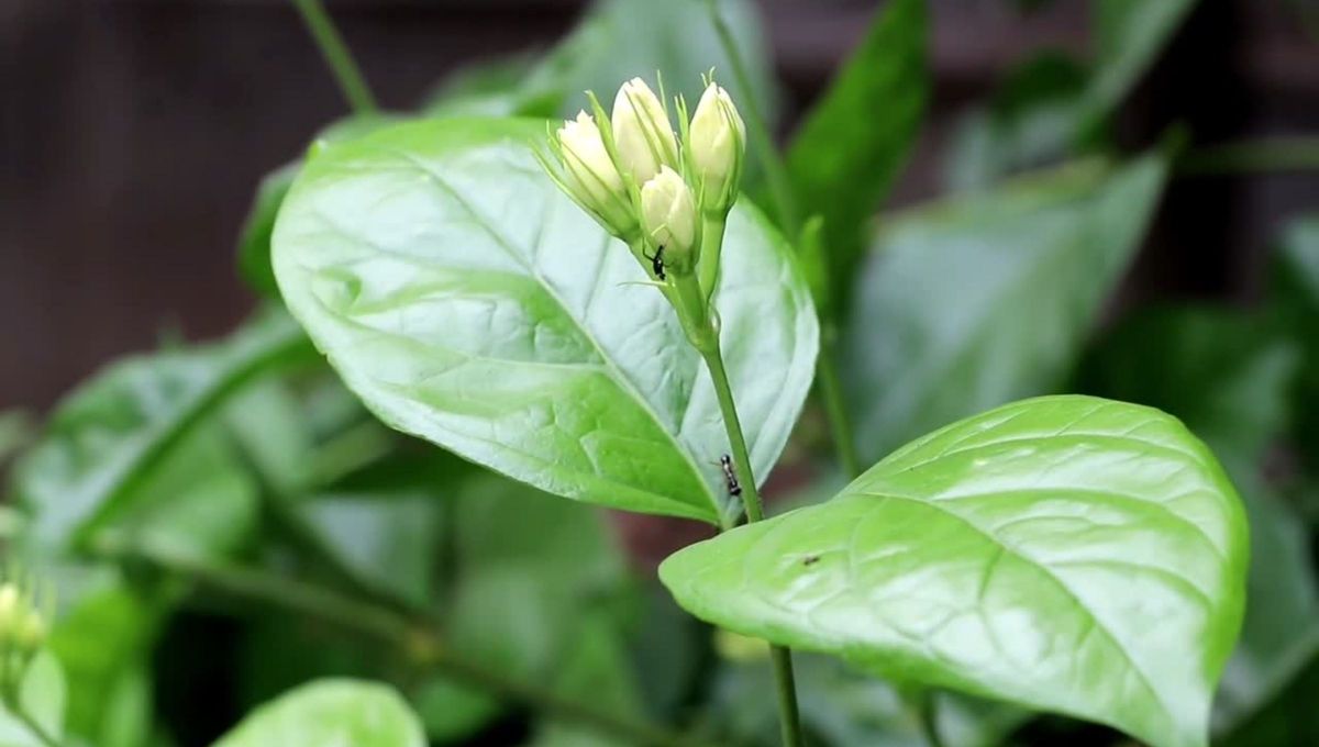 Planta de jazmín: qué significa que le crezcan hojas nuevas y por qué es una buena señal