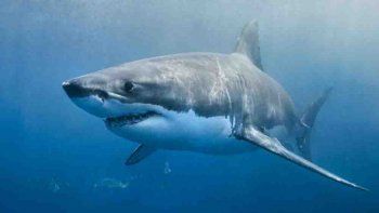 Un hombre murió tras haber sido atacado por un tiburón
