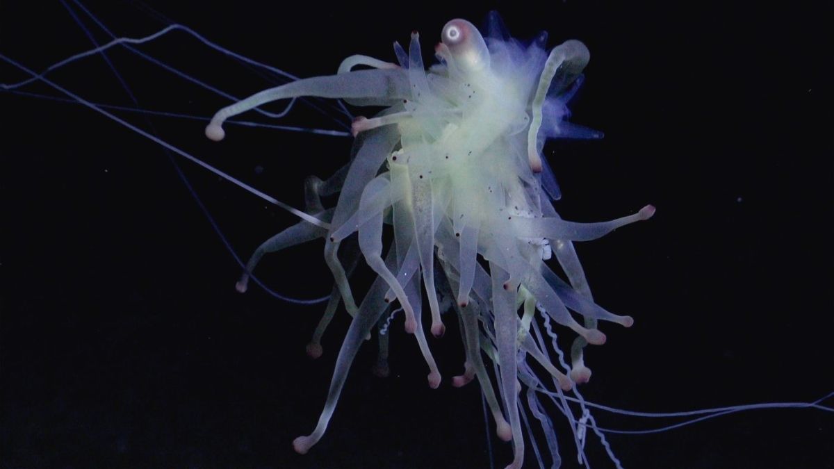 Biodiversidad: un monstruo de espagueti volador en una montaña bajo la dorsal de Salas y Gómez en el Pacífico Sur. (Foto: ROV SuBastian)