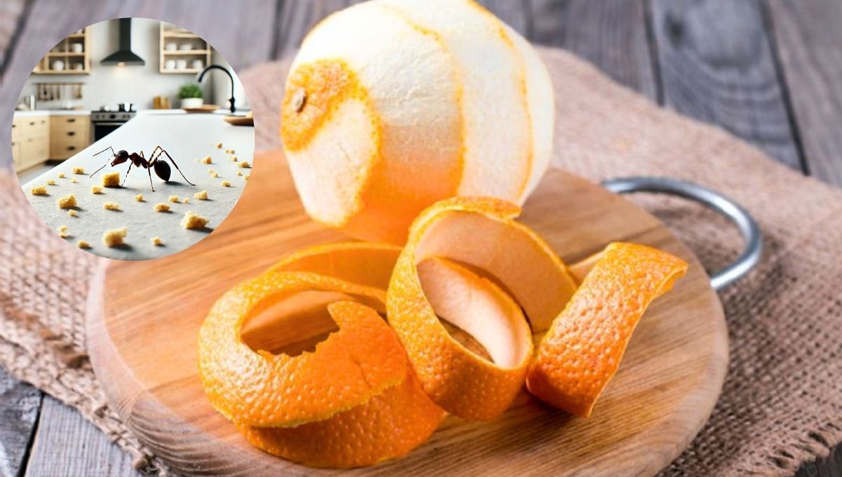 Cómo usar la cáscara de naranja para confundir a las hormigas y alejarlas de la cocina
