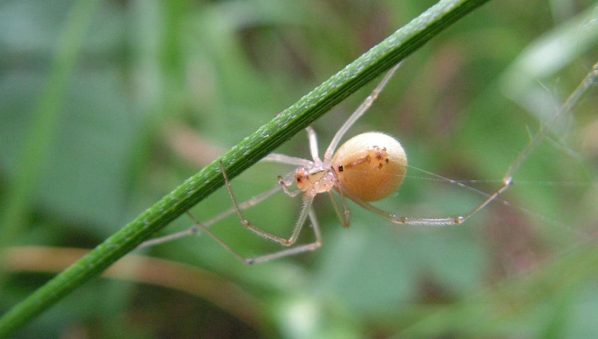 Previene y elimina las arañas blancas de tu casa y jardín con este truco