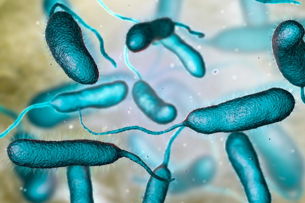La infección por Vibrio vulnificus  se diagnostica mediante cultivos de heces