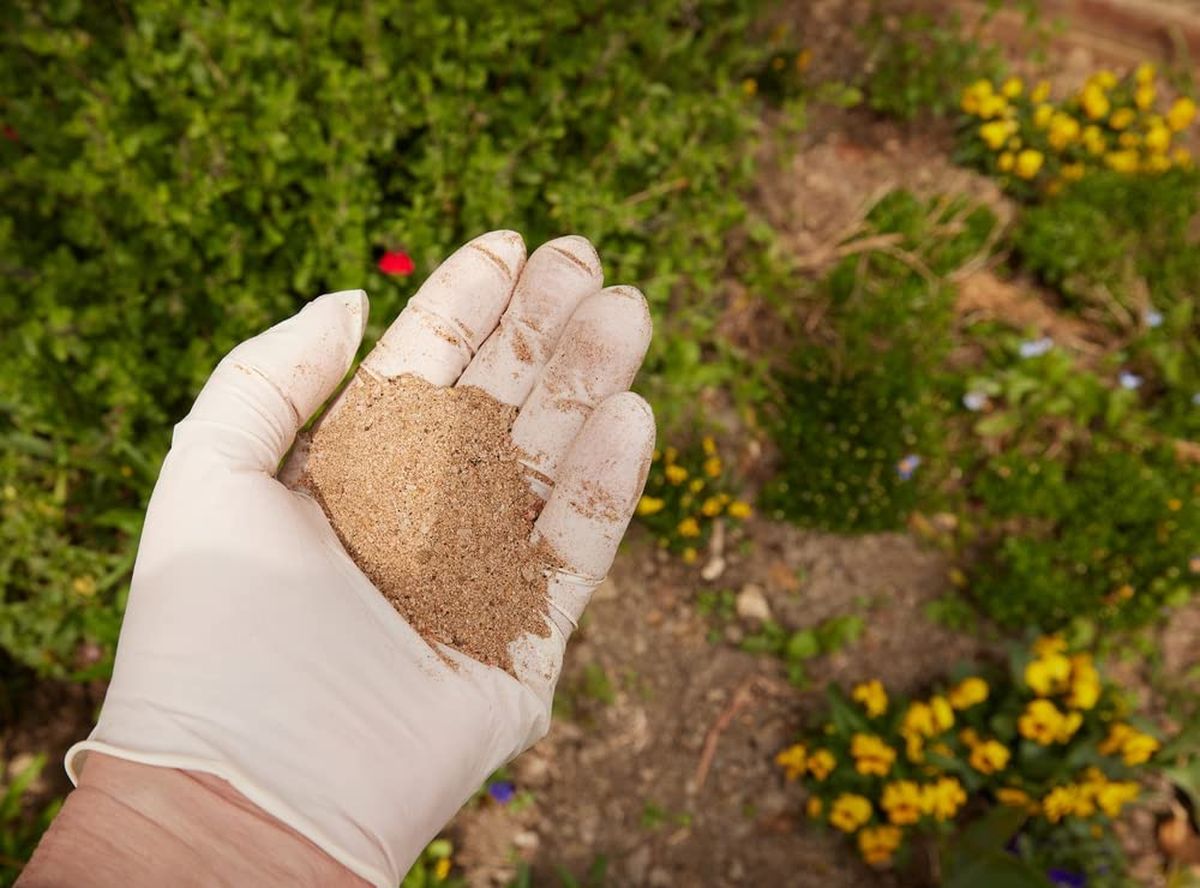 La harina de huesos es el secreto de muchos jardineros. La harina de huesos es el secreto de muchos jardineros. 