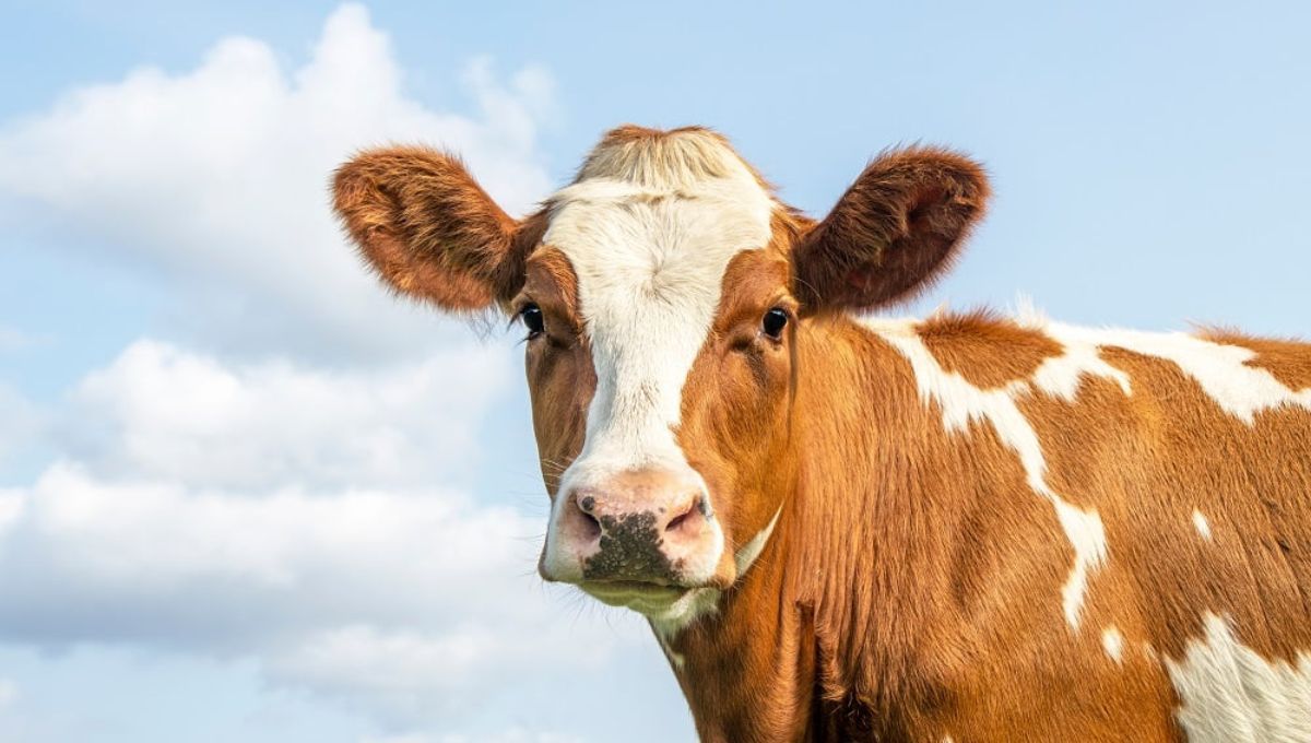 En 2024, Argentina se habría posicionado como el segundo país con mayor consumo promedio de carne per cápita a nivel mundial, alcanzando los 115 kilogramos por persona al año, superado únicamente por Estados Unidos con 120 kg En 2024, Argentina se habría posicionado como el segundo país con mayor consumo promedio de carne per cápita a nivel mundial, alcanzando los 115 kilogramos por persona al año, superado únicamente por Estados Unidos con 120 kg