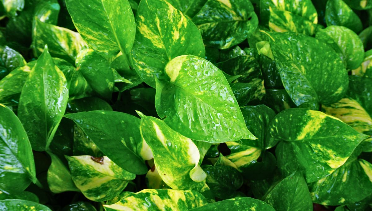 Poda las hojas y raíces cada cierto tiempo para que tu planta crezca de manera más uniforme. Poda las hojas y raíces cada cierto tiempo para que tu planta crezca de manera más uniforme. 