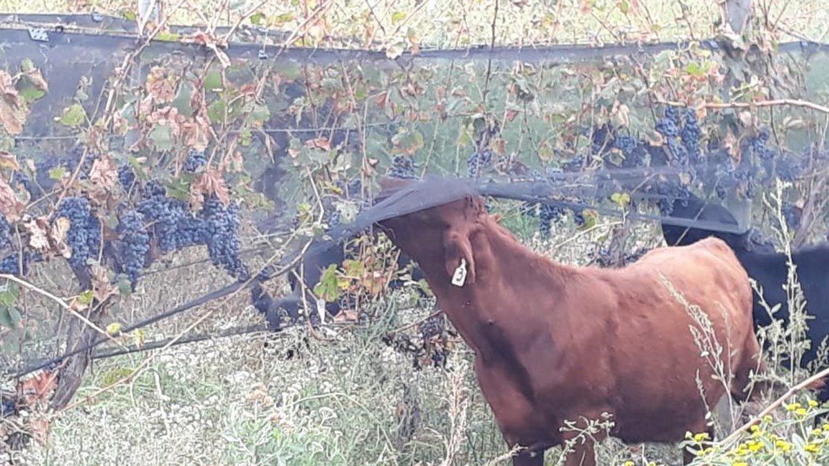 Marcelo Aguado, productor vitivinícola, decidió no levantar la cosecha y meter ganado en el viñedo para que se coman la uva.