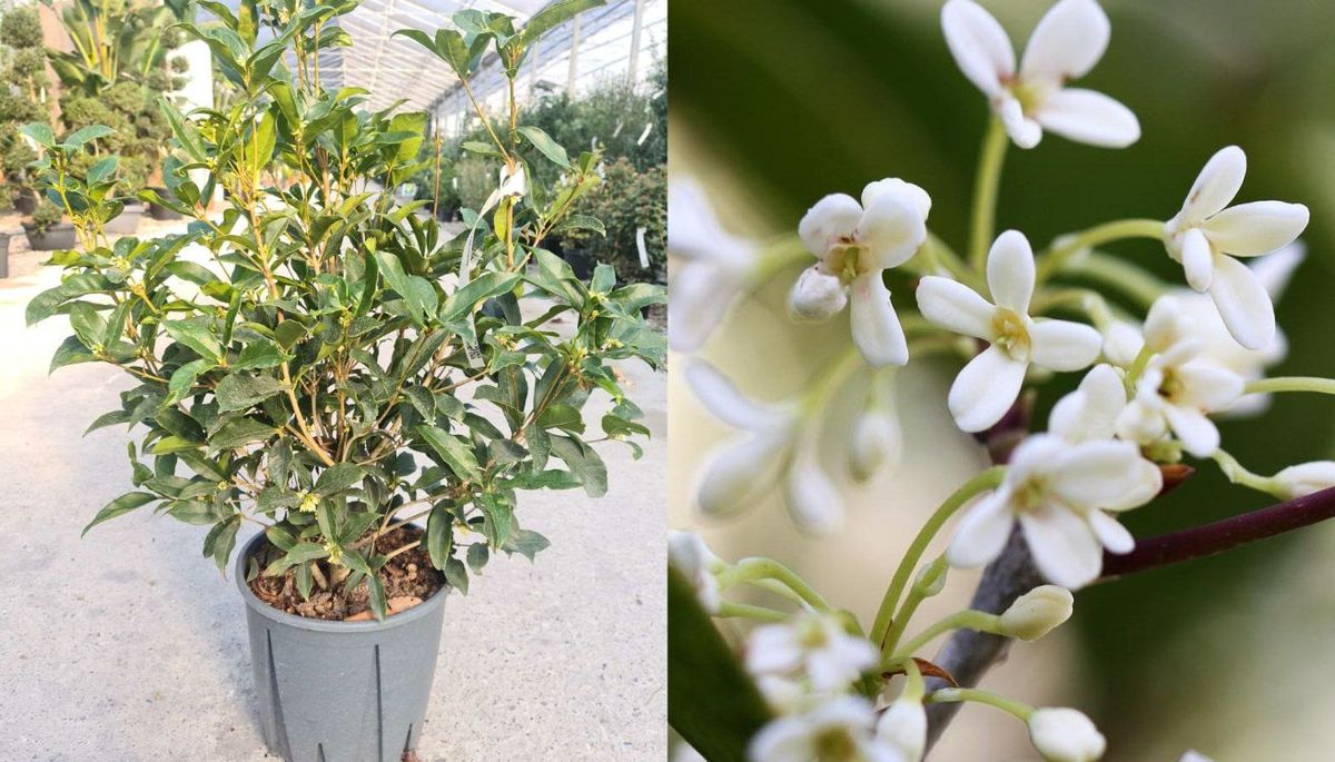 Con los cuidados adecuados, el olivo dulce puede cultivarse en maceta. Con los cuidados adecuados, el olivo dulce puede cultivarse en maceta.