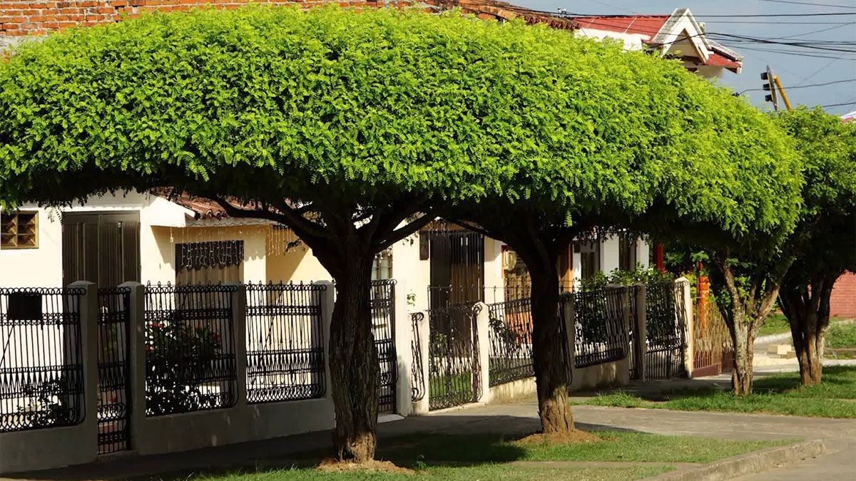 Hay árboles que dan una sombra espectacular y no son de ensuciar demasiado.