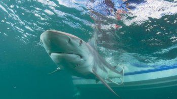 Por torturar y matar un tiburón, fueron sentenciados a 10 días de cárcel