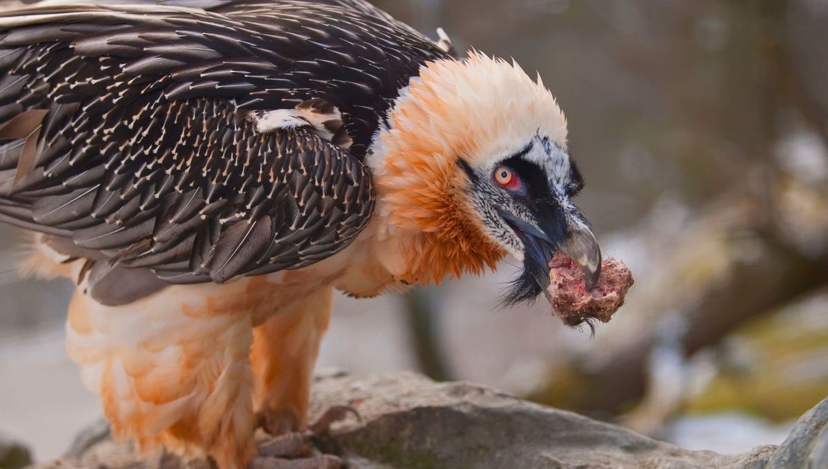 Esta ave rapaz ha pasado de 30 a m&aacute;s de 1.000 ejemplares en s&oacute;lo 20 a&ntilde;os, a pesar de las nuevas amenazas que ponen en peligro su supervivencia.&nbsp;