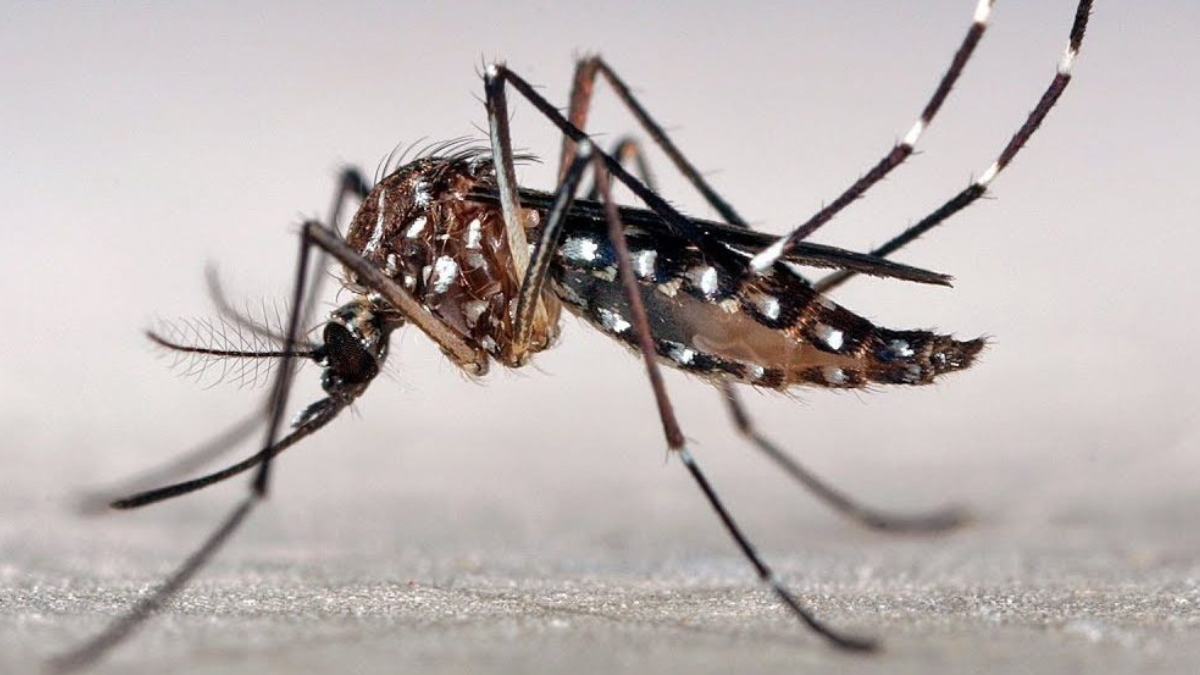 La directora de Epidemiología alertó que los casos de dengue pueden  aumentar este verano