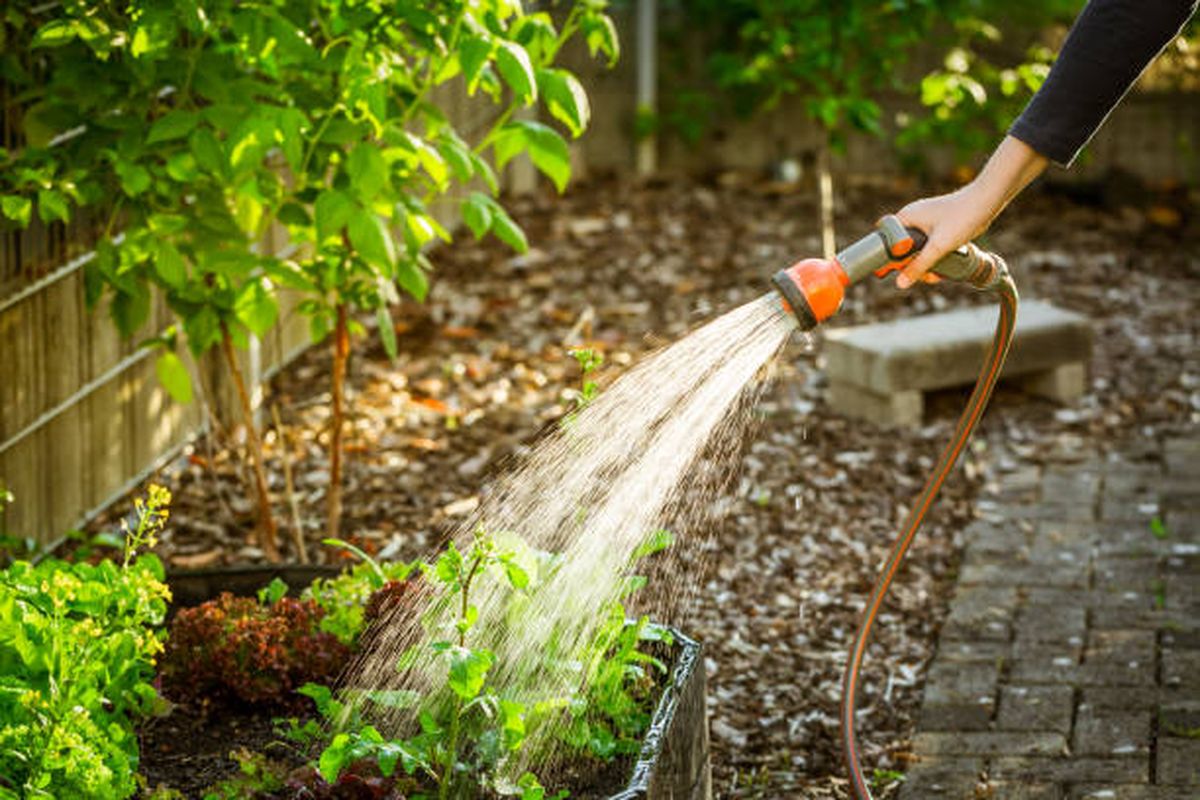 Cómo regar las plantas en verano. Cómo regar las plantas en verano.