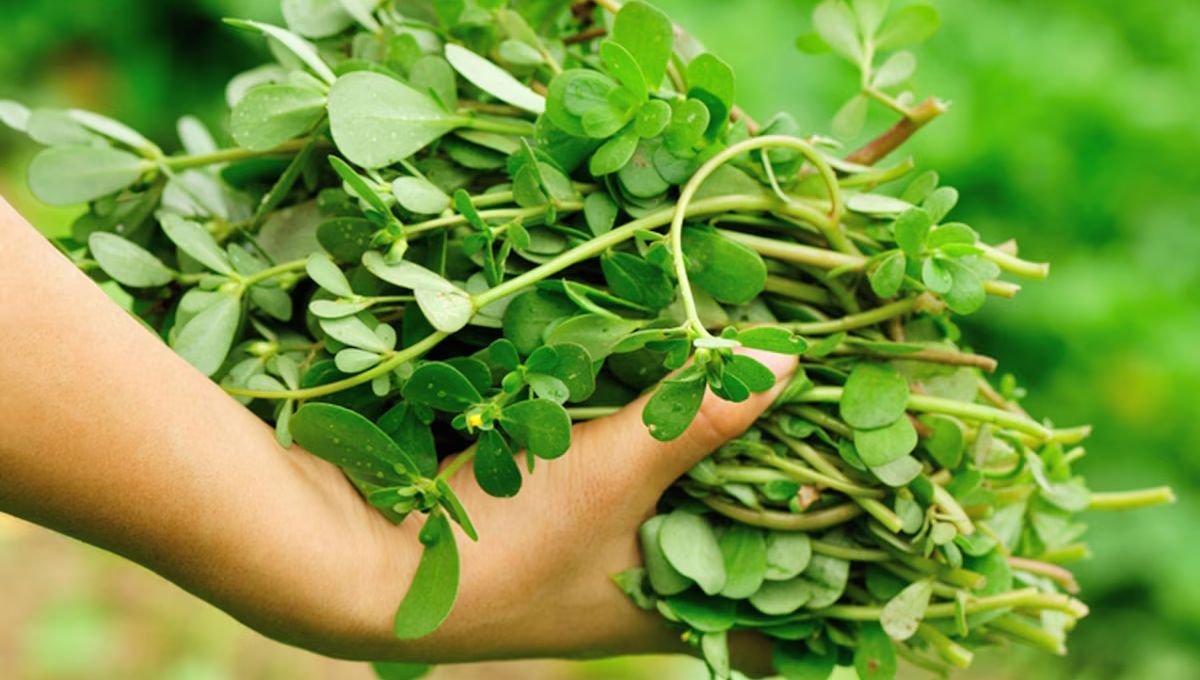 La verdolaga es una planta repleta de vitaminas