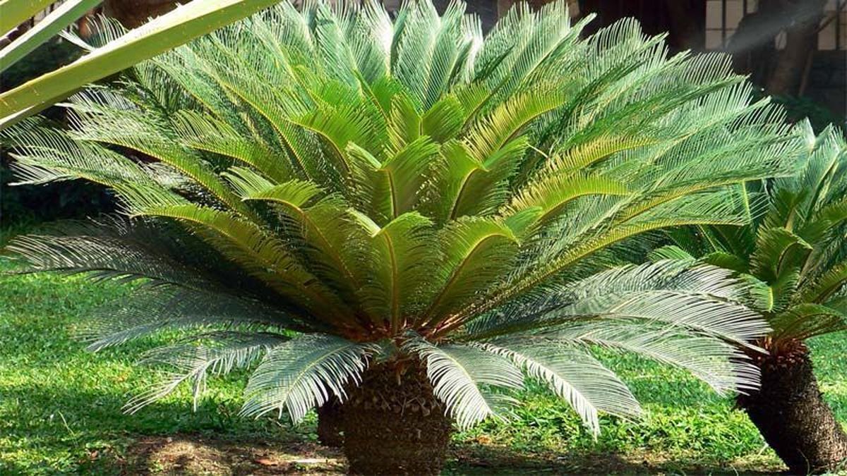 El único detalle que deberías tener en cuenta si vas a cultivar esta planta es que es sensible al exceso de agua. El único detalle que deberías tener en cuenta si vas a cultivar esta planta es que es sensible al exceso de agua.