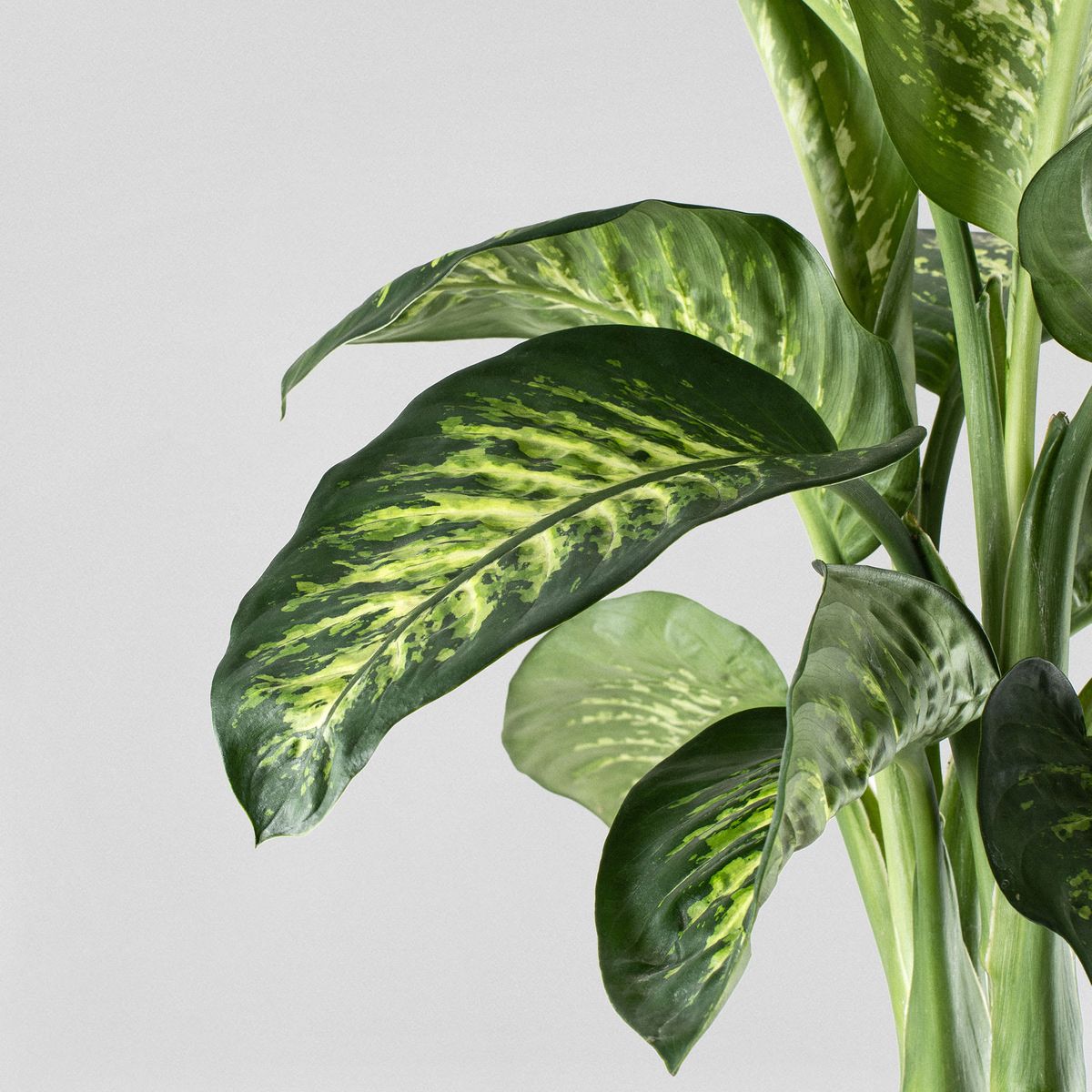Son plantas que deben protegerse del fr&iacute;o invernal y por eso se suelen cultivar de interior.