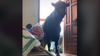 Clota, la vaca que se salvó de la muerte y ahora es estrella de Tik Tok