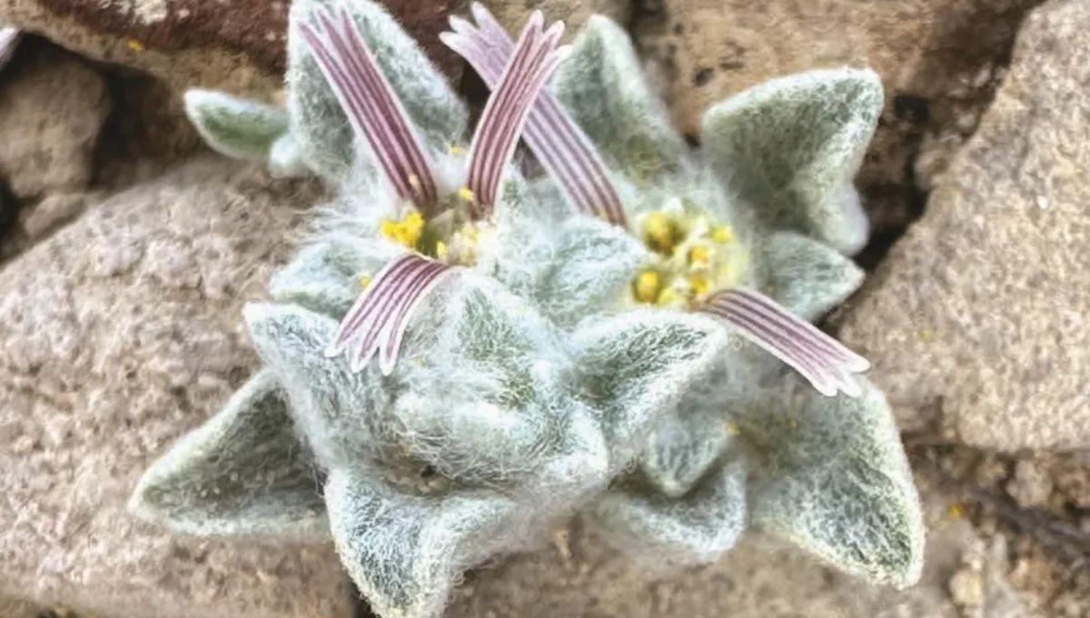 El descubrimiento de una nueva especie de planta peluda que impacta en Texas El descubrimiento de una nueva especie de planta peluda que impacta en Texas