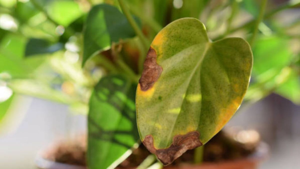 Las plantas de interior son más sensibles que las que tienes en el jardín.