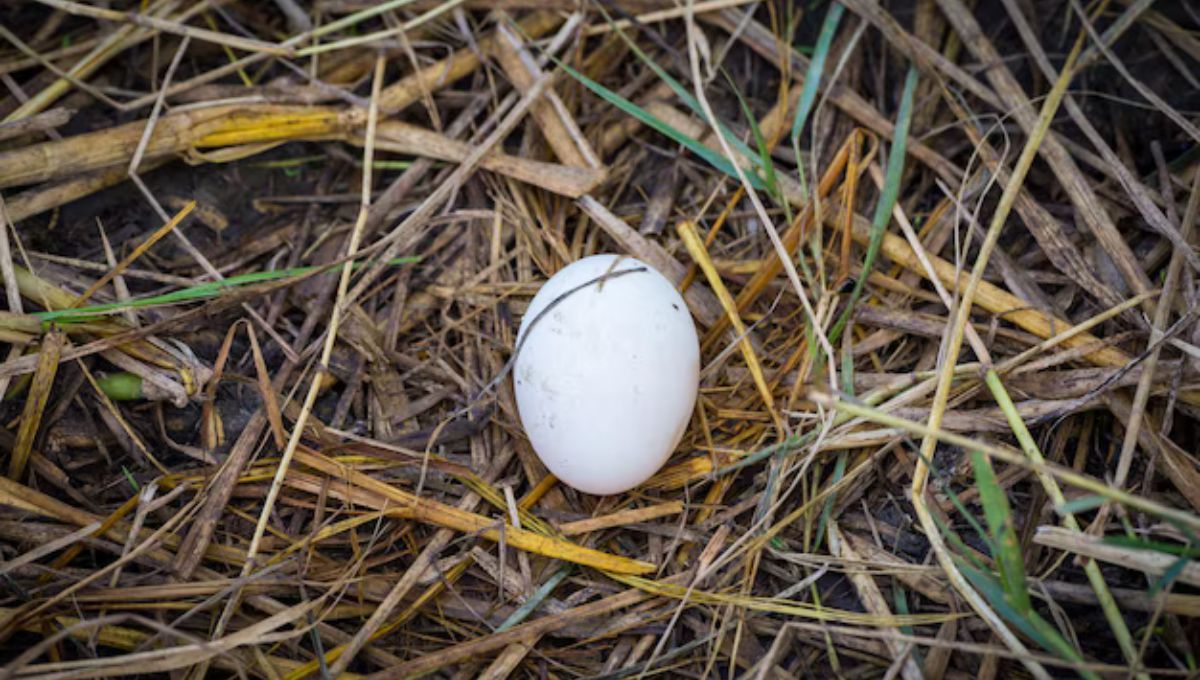 Clavar un cuchillo en la tierra también es un ritual común para detener la lluvia