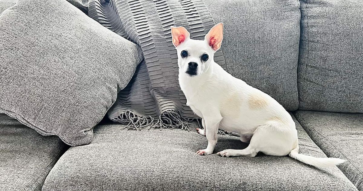 Los perros de pelo corto también pueden ensuciar los muebles. Los perros de pelo corto también pueden ensuciar los muebles.