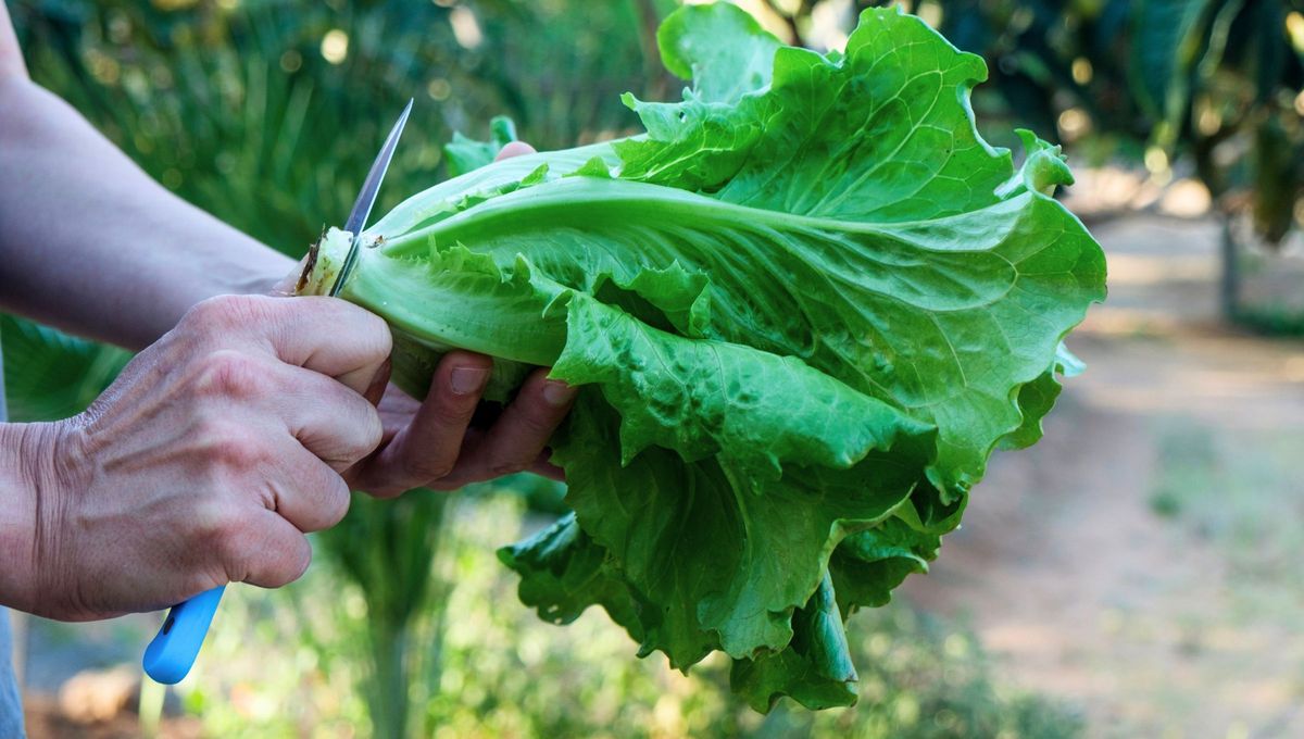 Si tenés lechuga en tu casa, no tires su tallo: el tesoro que casi todos tiran sin saberlo