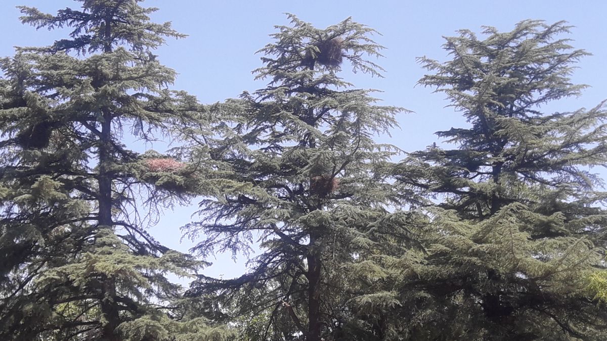 Se salvaron las catas: el método que usarán para no matarlas