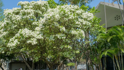 Este árbol tiene una floración imponente.