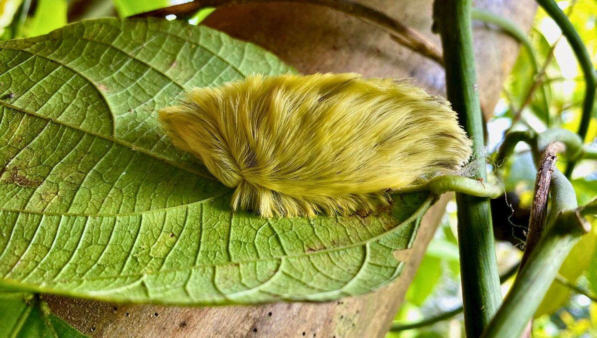 A diferencia de otras especies, la oruga de peluche aplica su veneno al rozarla con sus espinas. A diferencia de otras especies, la oruga de peluche aplica su veneno al rozarla con sus espinas.