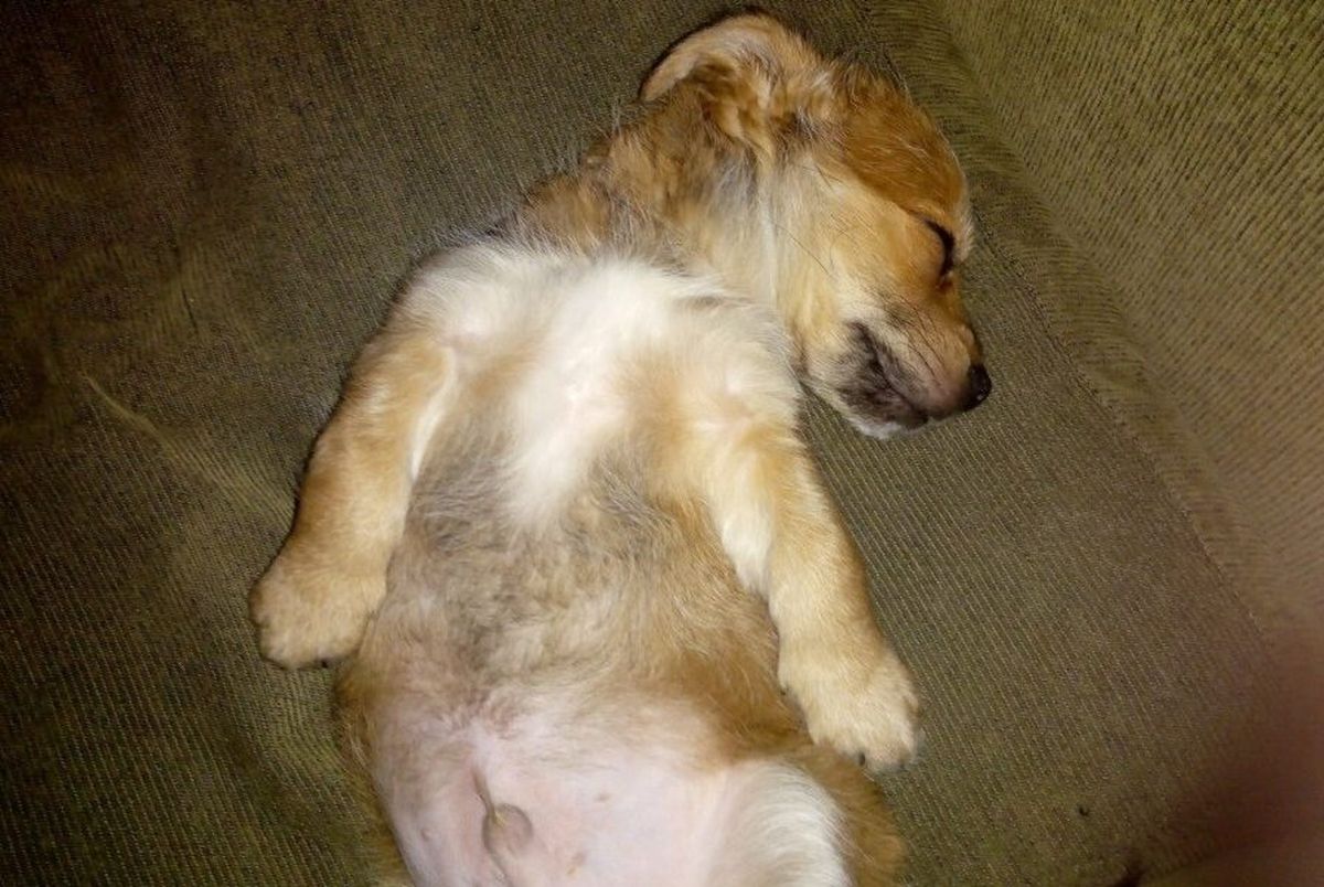 Paco fue adoptado en 2017 y murió por la pirotecnia años después. 