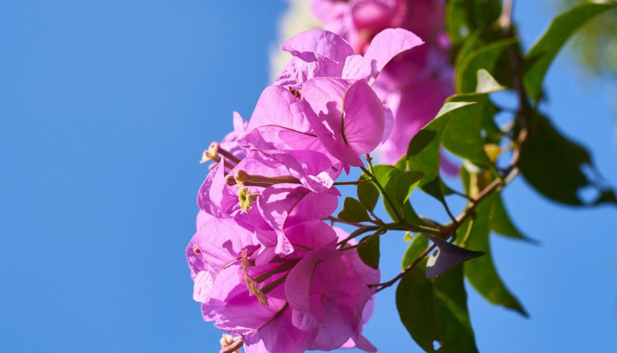 La buganvilla es una planta muy colorida.