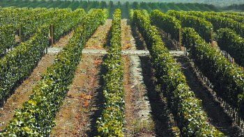 Viñedos en Francia,  una opción para invertir