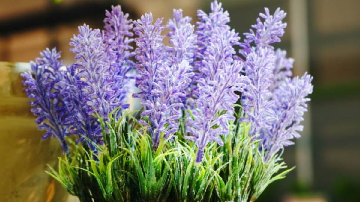 La lavanda dejará de ser la estrella de tu jardín.